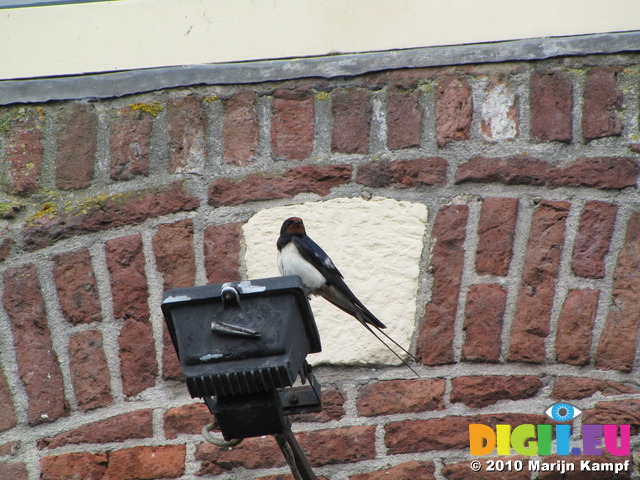 SX14953 Barn Swallow (Hirundo rustica) on lamp